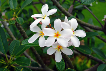 Obraz na płótnie Canvas Fragrant blossoms of white and yellow frangipani flowers, also called plumeria and melia