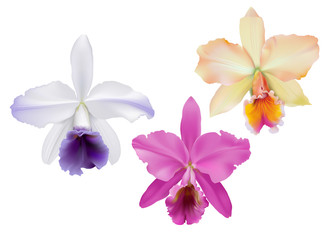 Cattleya Orchids.
Hand drawn vector illustration of tropical orchids,  on white background.
 - obrazy, fototapety, plakaty