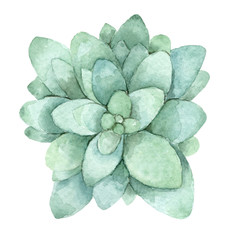 succulent in watercolor