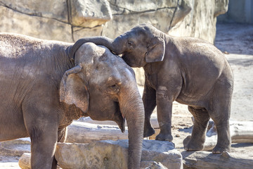 Fototapeta na wymiar Elefantenbaby legt zärtlich den Rüssel um Mutter