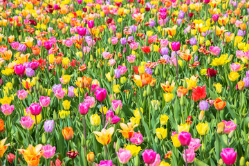 Fototapeta premium Colorful tulip flower field. Multicolored bright tulips flowers. Typical Dutch landscape. Spring in the Netherlands.