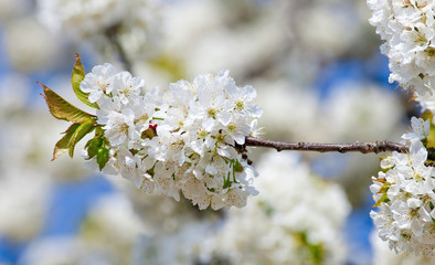 Closeup of Cherry Flower at Blossom