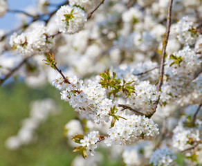 Closeup of Cherry Flower at Blossom