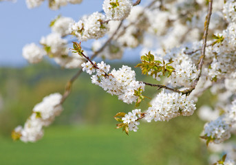 Closeup of Cherry Flower at Blossom