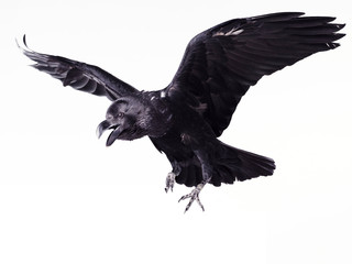 Close-up black raven on white background