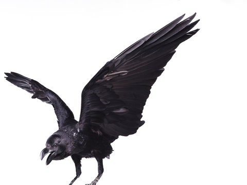 Close-up black raven on white background