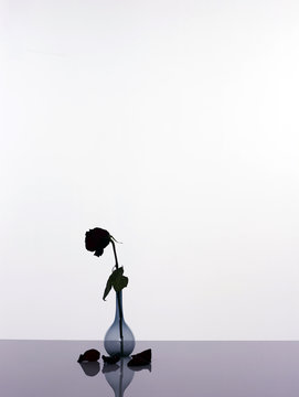 Single black rose in vase on white background