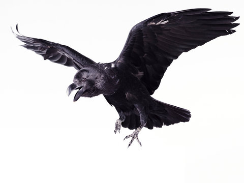 Close-up black raven on white background