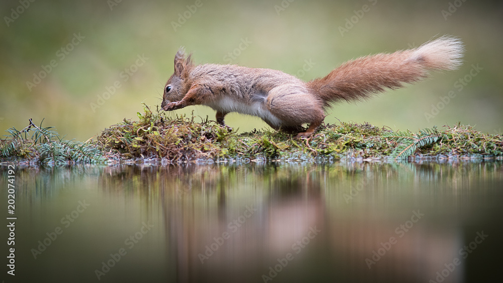 Poster A funny amusing photograph of a red squirrel on the edge of a pool with reflection appearing to be dancing the Hokey Cokey