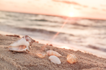 Obraz na płótnie Canvas Landscape With Shells On Tropical Beach At Sunrise