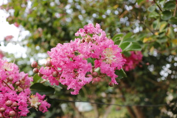 Beautiful flowers in a raining day