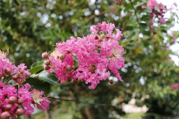 Fototapeta premium Beautiful flowers in a raining day
