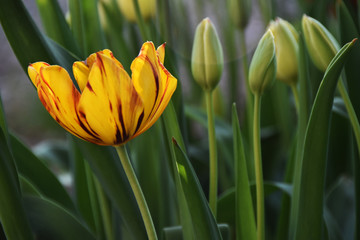 tulipani