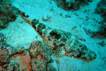 Crocodile fish, red sea, Egypt