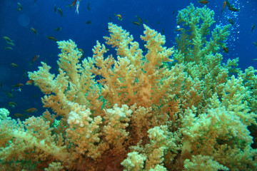 Naklejka na ściany i meble Coral reef in Red sea. Background