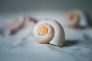 Muschel Nahaufnahme auf weissem Sand