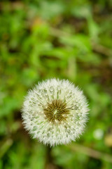 Top view of dandelion on cloudy spring day with blurred green grass in background