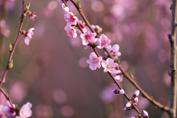 Pink spring flower