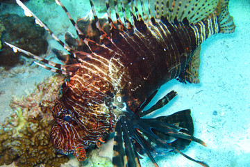 beautiful and diverse coral reef with fishes of the red sea in Egypt
