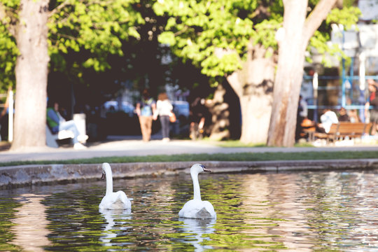 White swans on a city lake
