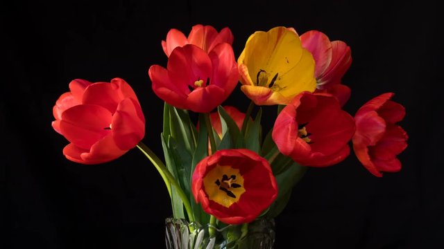 Red and yellow tulips close up on black surface. 4k UltraHD video time-lapse footage