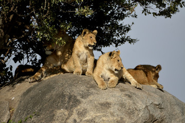 lionceau 1