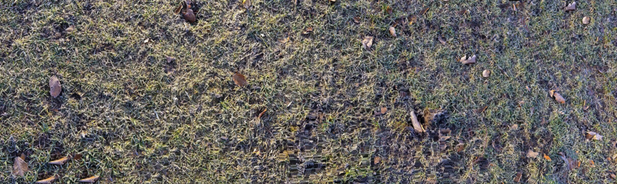 Gras bereift