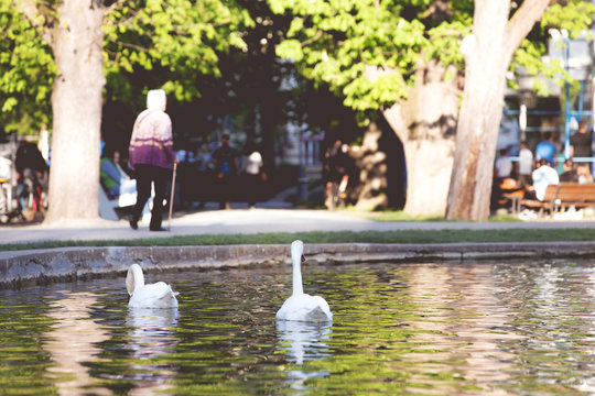 White swans on a city lake
