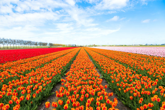 Field of orange tulips flowers.