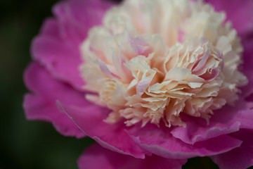 Pink-yellow peony in the garden, blur, close-up, background.