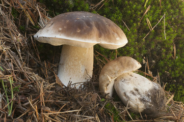 Mushroom, Boletus Edulis