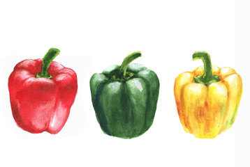 Hand drawn watercolor illustration of fresh sweet peppers - red, green and yellow. Isolated on the white background. Vegetarian food product 