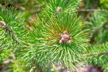 Naklejka na ściany i meble View of top of pine tree with pine leaf, green pine cones and branch