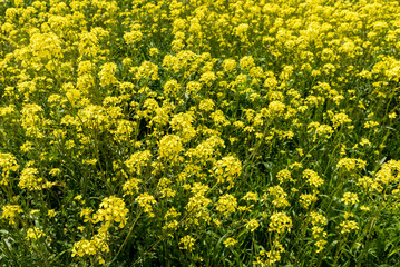 Flores amarillas en primavera