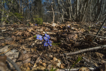 Hepatica nobilis, liverwort, kidneywort, first flowers in woods
