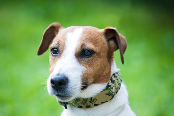Jack Russell Terrier in the park
