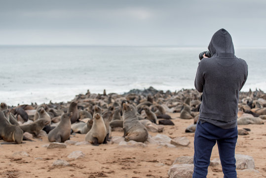 Young male photographer in hoody jacket standing over ten thousands fur seals in Cape Cross, Skeleton Coast National Park, Namibia, Africa. Wildlife photography concept
