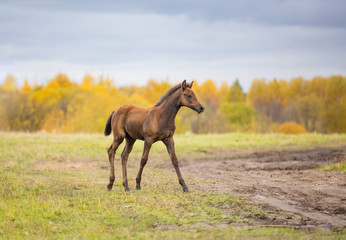Foal in autumn