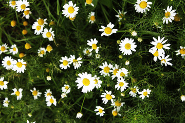 chamomile in the field, close up