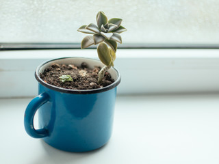 Dracena plant in pot. lifestyle home decoration