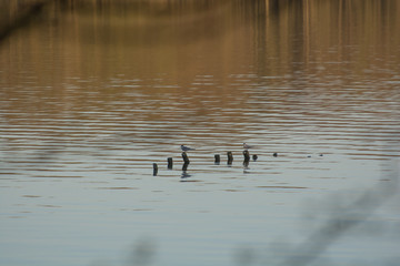 Jezioro na Suwalszczyźnie