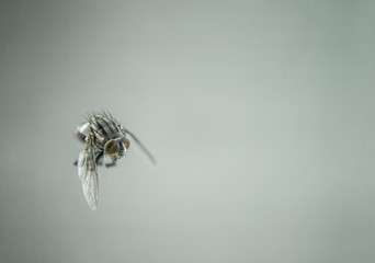 black fly flying in home