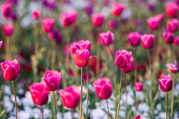 Fototapeta na wymiar Pink and red spring flower tulip field