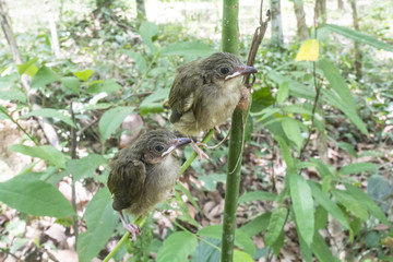 Birds are growing, Birds are leaving the nest ready to fly.