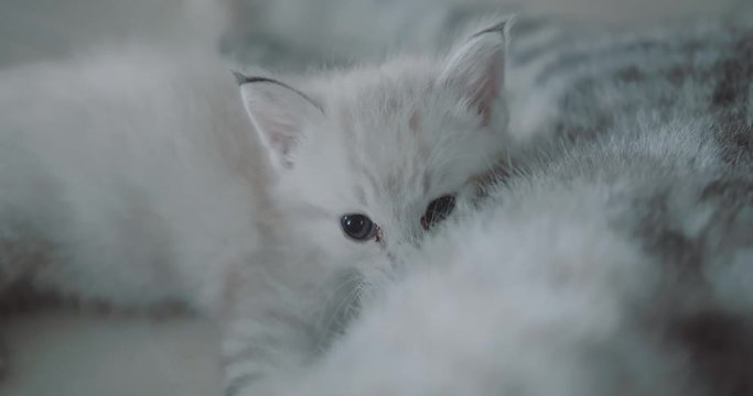 Closeup of beautiful white small kitten with blue eyes eating milk from mom