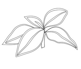 Vector illustration of Aglaonema plant