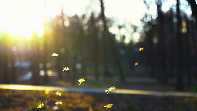 Small midges fly in the park in the rays of the setting sun, Swarm of gnats buzzing in the park, A swarm of mosquitoes flying in the park