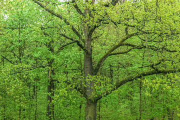 Fototapeta na wymiar Alter Baum, Eiche, Wald, Laubwald 