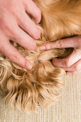 Big mite in dog fur close up