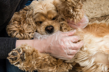 Woman hands in gloves check dog fur close up